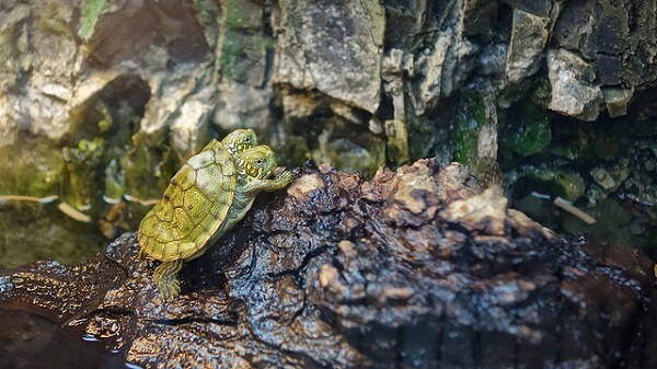 tranh con bao nhu con rua